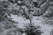 Bringtreueprüfung in Mürzzuschlag
